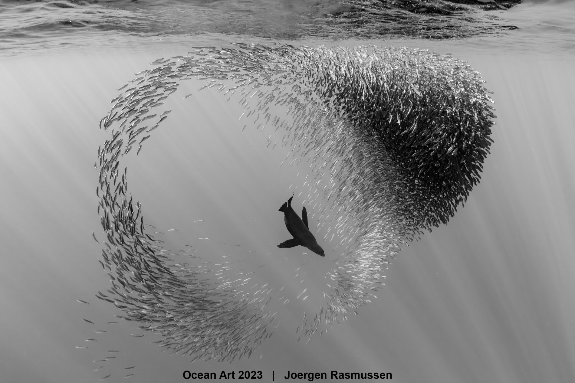 1st-black___white_joergen_rasmussen_sealion_playing_in_sardine_ball