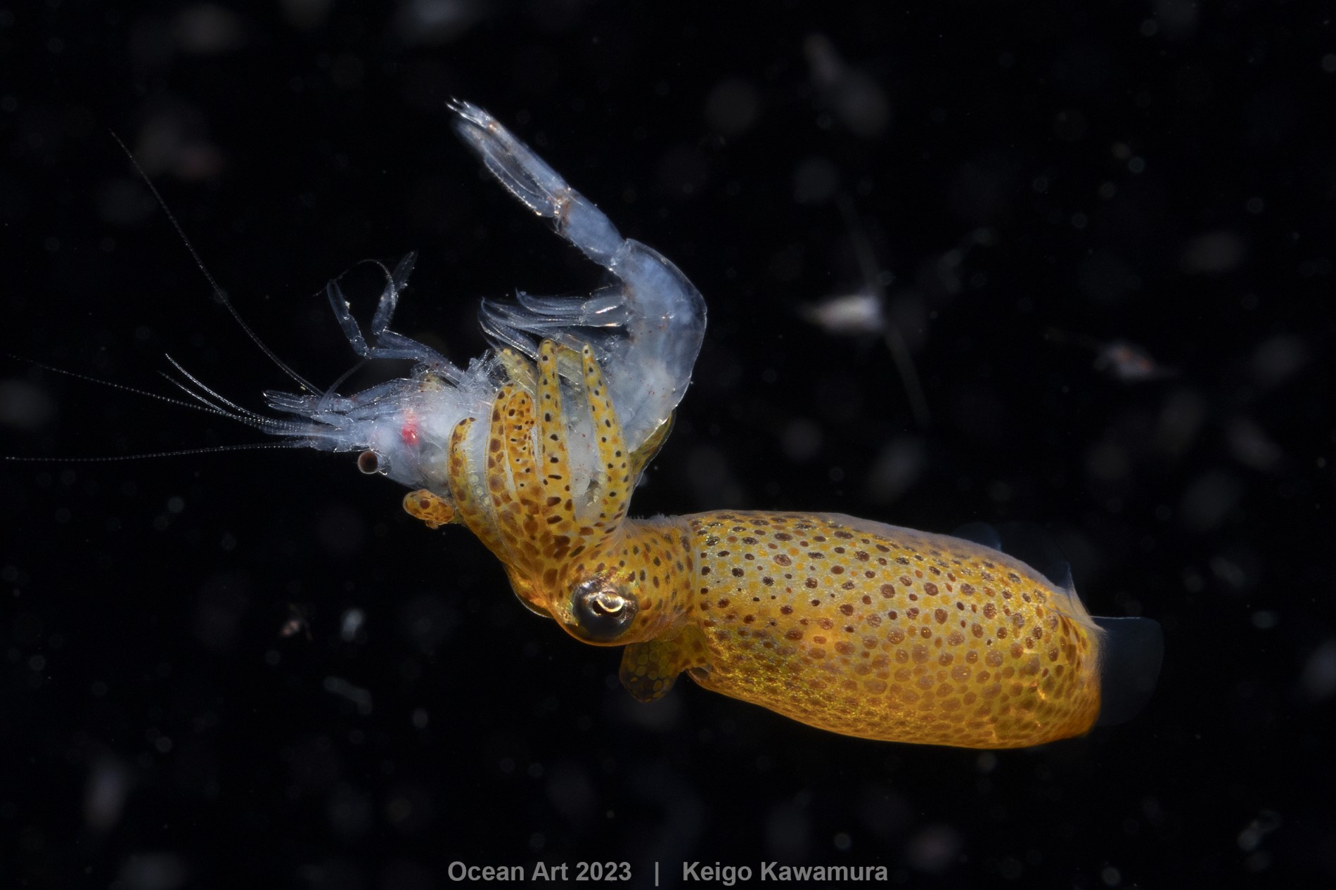 1st-blackwater_keigo_kawamura_squid_hunting