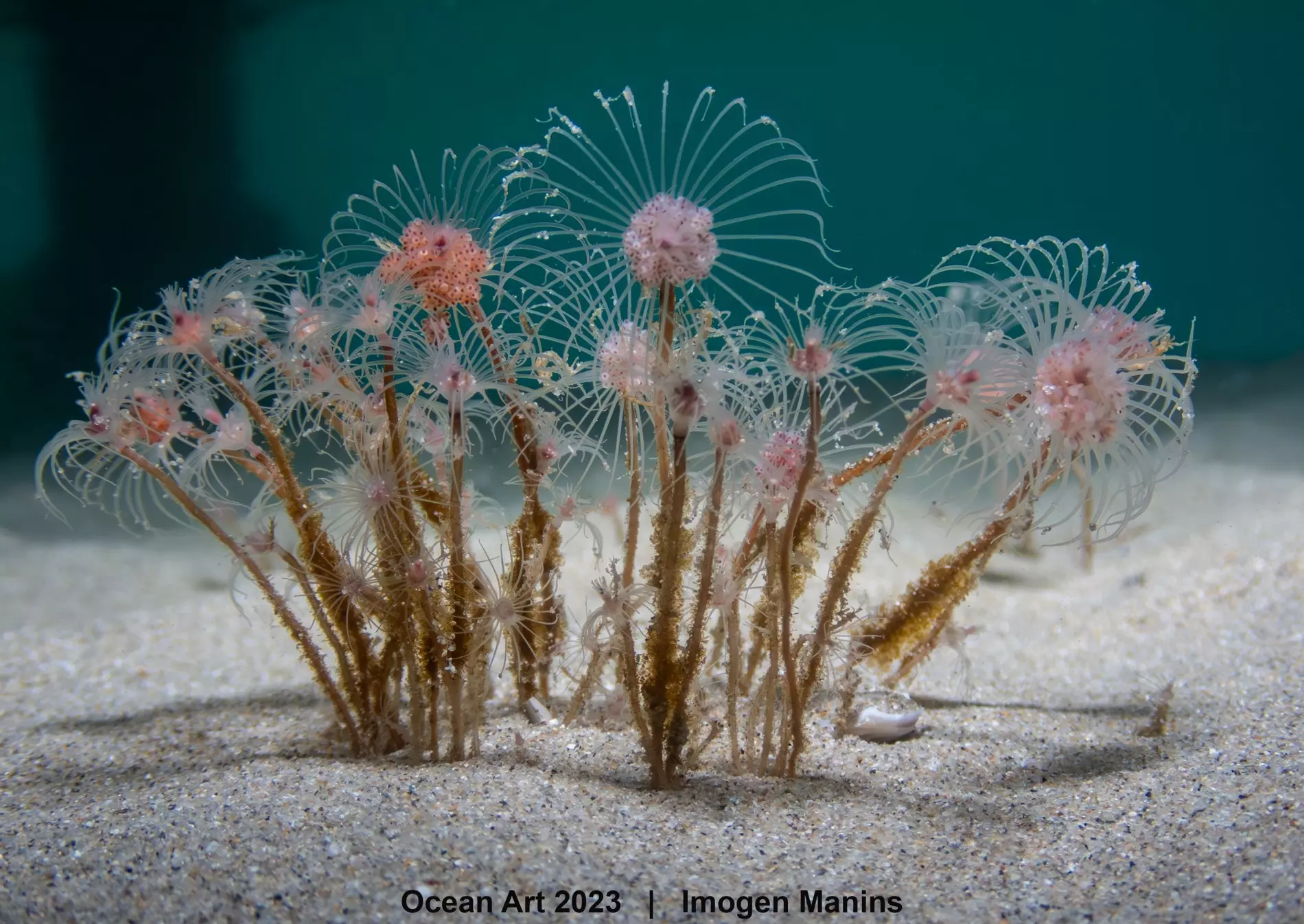 1st-compact_macro_imogen_manins_underwater_fireworks