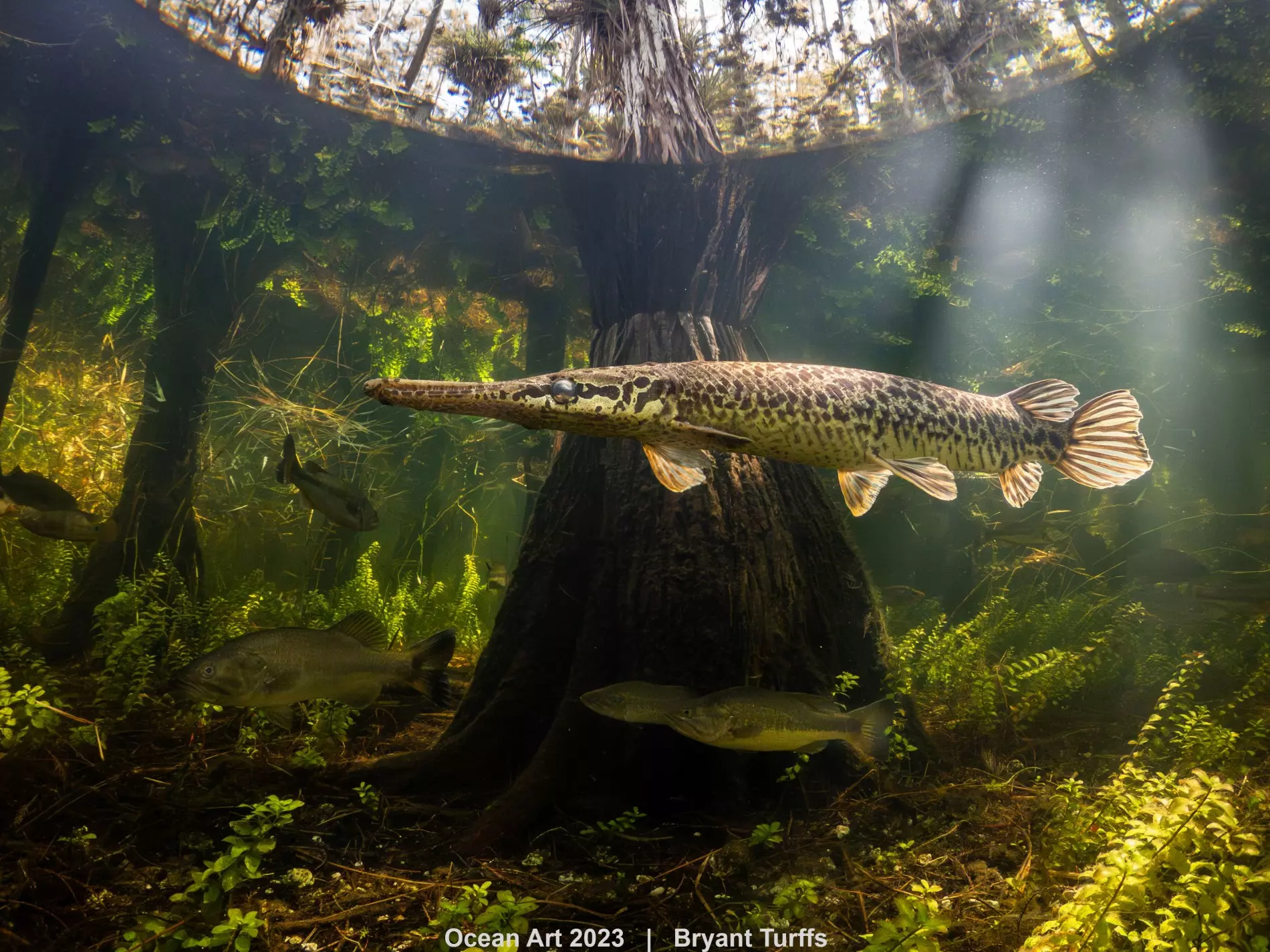 1st-compact_wide-angle_bryant_turffs_the_beauty_of_the_swamp1