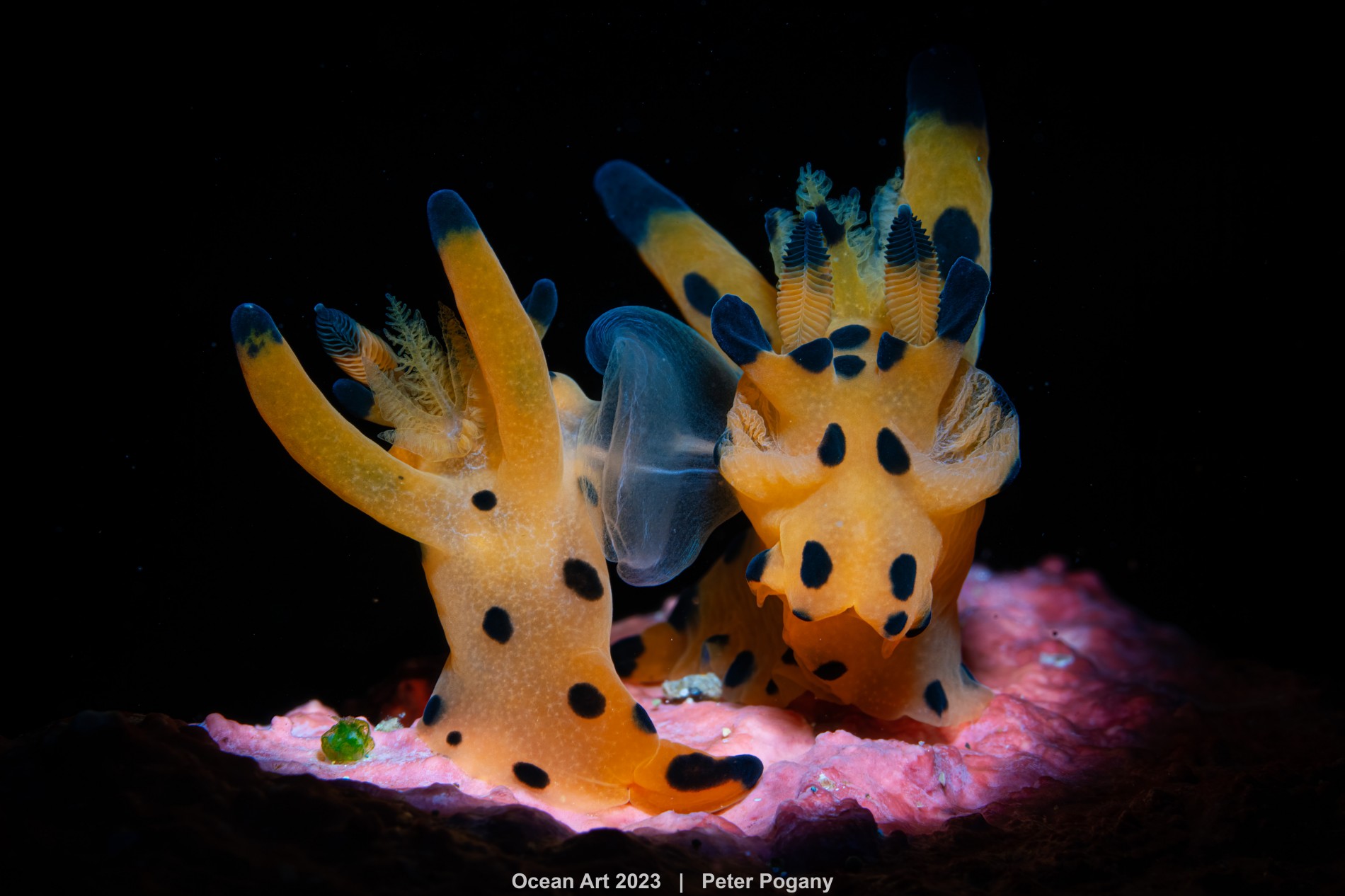 1st-nudibranchs_peter_pogany_after_the_wedding