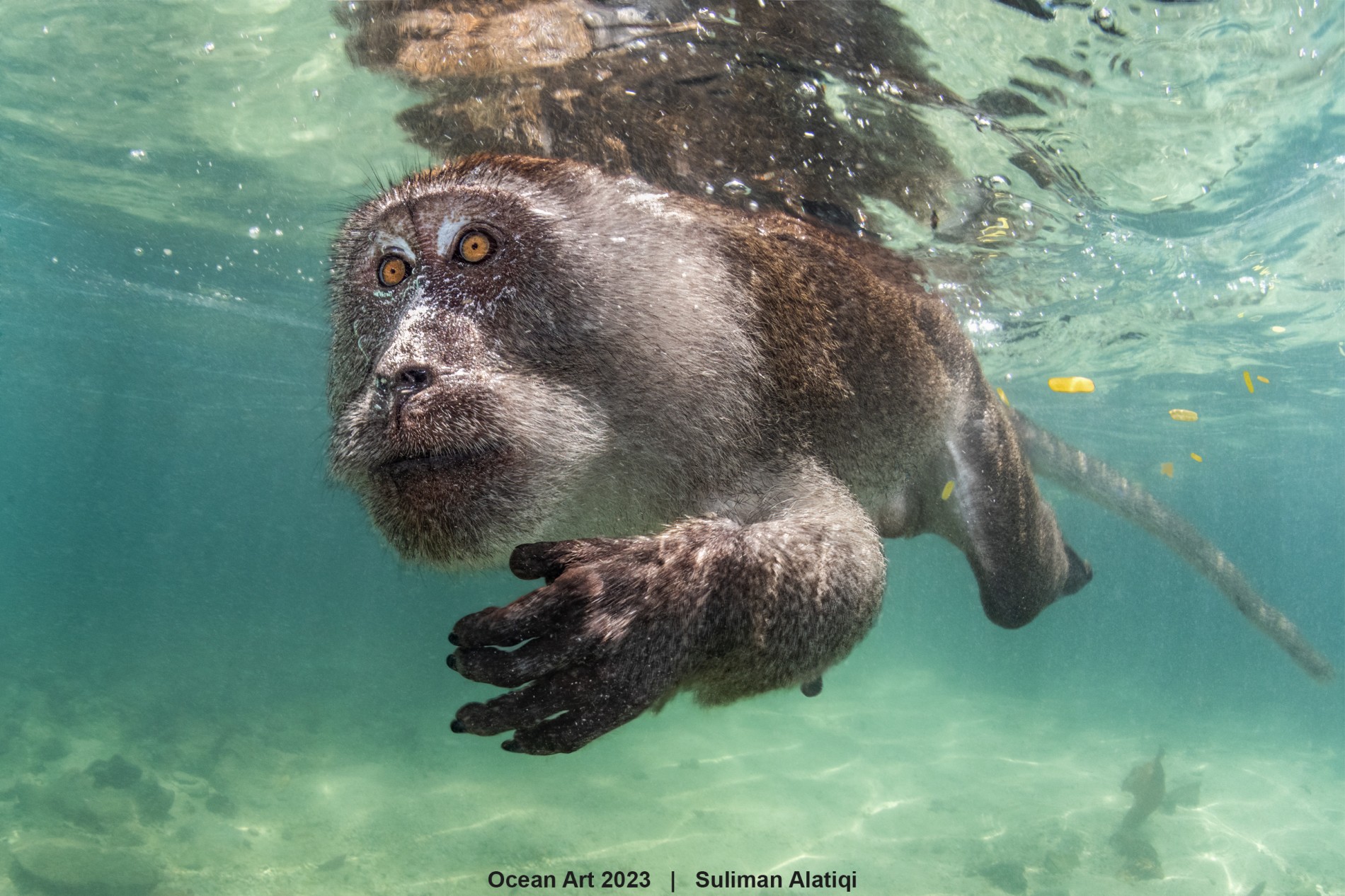 1st-portrait_suliman_alatiqi_aquatic_primate