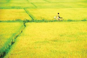 Mùa lúa chín - Thơ Nguyễn Khoa Đăng