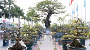 Đà Nẵng: Hơn 400 gốc mai thế độc, dáng đẹp trưng bày tại Triển lãm mai vàng