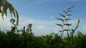 Em Vân - Truyện ngắn Nguyễn Đức Bình