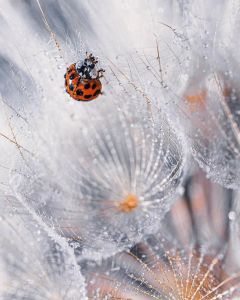 Macro Magic: 30 Bức Ảnh Cận Cảnh Truyền Cảm Hứng Cho Người Đam Mê Nghệ Thuật