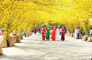 Đường mai đẹp hút hồn người trẻ sắp mở cửa đón khách