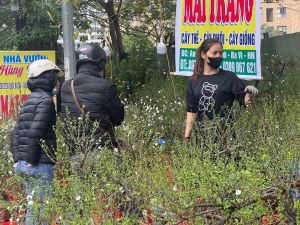 Người mua hoa Tết "quay xe" chọn nhất chi mai vì giá rẻ giật mình