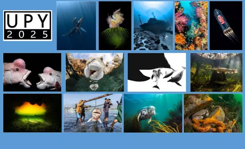 Ảnh chiến thắng 'Nhiếp ảnh gia dưới nước 2025'